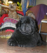 Превью фото № 166909