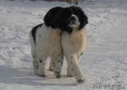 Превью фото № 166919