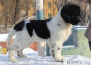 Превью фото № 166929