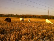 Превью фото № 166953