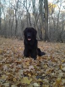 Превью фото № 166954