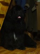 Превью фото № 167010