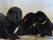 Превью фото № 167039