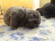 Превью фото № 167046