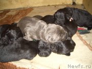 Превью фото № 167092