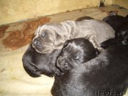 Превью фото № 167093