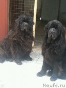 Превью фото № 167101