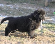 Превью фото № 167112