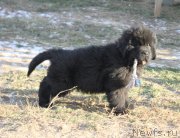 Превью фото № 167113