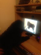 Превью фото № 167202