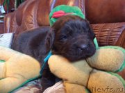 Превью фото № 167247