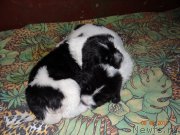 Превью фото № 167341