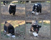 Превью фото № 167397