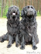 Превью фото № 167401