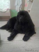 Превью фото № 167410