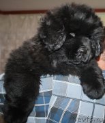 Превью фото № 167458