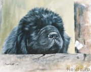 Превью фото № 167554