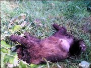 Превью фото № 167581