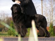 Превью фото № 167609