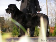 Превью фото № 167610