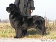 Превью фото № 167675