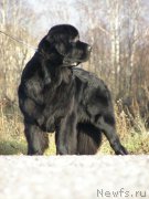 Превью фото № 167682