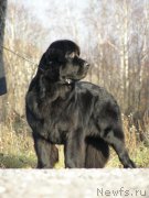 Превью фото № 167683