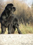 Превью фото № 167684