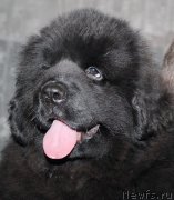 Превью фото № 167694