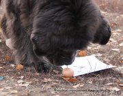 Превью фото № 167703