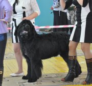 Превью фото № 167742