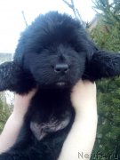 Превью фото № 167808