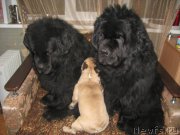 Превью фото № 167823