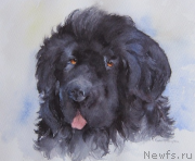 Превью фото № 167863