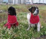 Превью фото № 16789