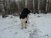 Превью фото № 168061