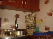 Превью фото № 168080