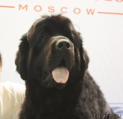 Превью фото № 168198