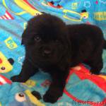 Превью фото № 168209