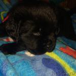 Превью фото № 168211