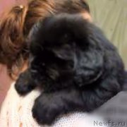 Превью фото № 168224