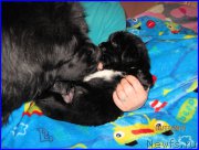 Превью фото № 168233