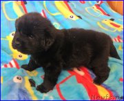 Превью фото № 168246