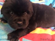 Превью фото № 168247