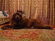 Превью фото № 168277