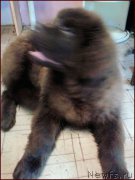 Превью фото № 168349