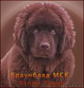 Превью фото № 168354