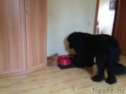 Превью фото № 168430