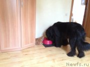 Превью фото № 168431