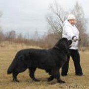 Превью фото № 168435